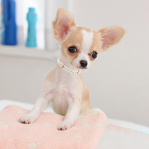 PET SHOW Dog Necklace, Two Rows Elastic Faux Pearl with Rhinestone, Pet Cat Puppy Small Dogs Jewelry Grooming