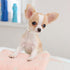 PET SHOW Dog Necklace, Two Rows Elastic Faux Pearl with Rhinestone, Pet Cat Puppy Small Dogs Jewelry Grooming