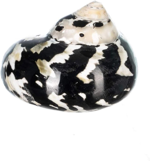2"-2.5" Hermit Crab Shells | Turbo Shells | Magpie Turbo Shell | Hermit Crab House for Dcor | Plus Free Nautical eBook