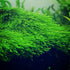 2 1 Marcus Fish Tanks Java Moss Taxiphyllum Barbieri Live Aquarium Moss Aquatic Plants Vesicularia Dubyana Buy G