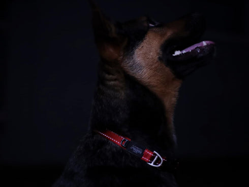 Reflective Dog Collar for Medium Dogs - Adjustable 12-17 inches - Brown