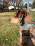 Floral Dog Collars - Adjustable Nylon Collar with Quick Release Buckle for Female & Male Dogs, Green, Medium