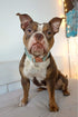 ARING PET Dog Collar and Leash, Velvet Dog Collar and Leash Set, Adjustable Collars for Dogs