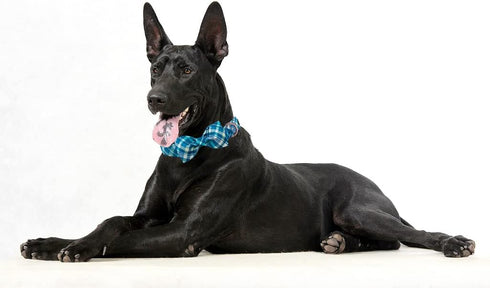 Maca Bates Plaid Blue Dog Collar with Checkered Bow Tie, Adjustable Breakaway Collar for Small, Medium, Large Dogs