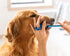 1 Pack 70g (2.5 oz) Paw Ready From Doggy Breath to Doggy Fresh Dog Dental Care Enzymatic Toothpaste for Dogs | Cleans