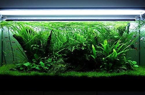 Bolbitis Water Fern Heudelotii Potted Live Aquarium Plant Fresh Water Plants by Greenpro