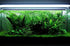 Bolbitis Water Fern Heudelotii Potted Live Aquarium Plant Fresh Water Plants by Greenpro