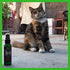 Smokey's Stash Catnip Spray for Cats, 2 Ounce Fresh Premium Maximum Potency nip Treat
