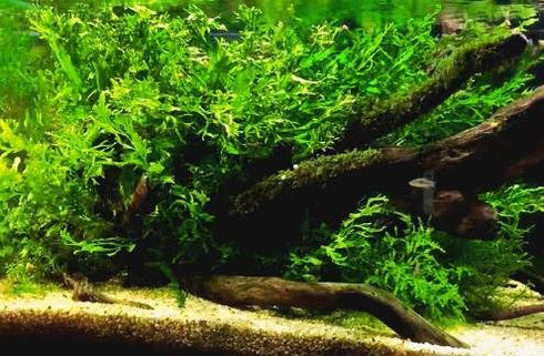 Bolbitis 2-Inch Difformis Baby Leaf Fern - Live Aquarium Plant in Pot