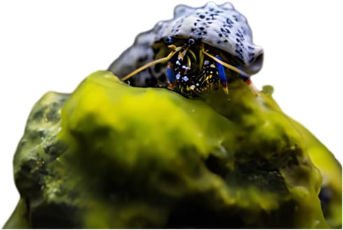 Live Blue Legged Hermit Crabs (Clibanarius Tricolor) 6 Pack - Saltwater Reef