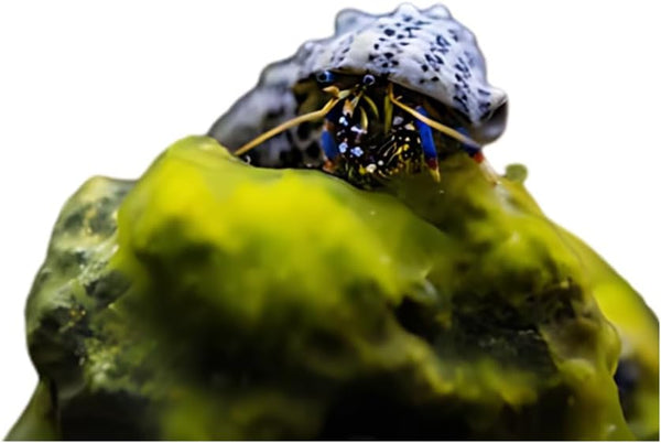 Live Blue Legged Hermit Crabs (Clibanarius Tricolor) 6 Pack - Saltwater Reef