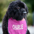 Customizable Dog Bib with Name - Stylish & Waterproof
