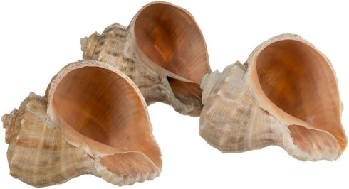 3 2"-3" 1.75"-2" Hermit Crab Shells | Shells for Hermit Crabs | Rapana Shells | Opening Size Approx. | Hermit Crab