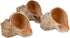 3 2"-3" 1.75"-2" Hermit Crab Shells | Shells for Hermit Crabs | Rapana Shells | Opening Size Approx. | Hermit Crab