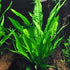 AquaLeaf Aquatics 25+ 6 Package California Bundle - Stems / Species Live Aquarium Plants