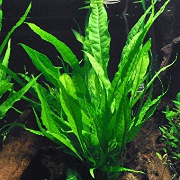 3 (3 Aquatic Plants Bundle | Live Plants for Freshwater Aquariums X Microsorum Java Fern Plants)
