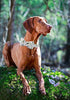 ARING PET Bowtie Dog Collar, Adjustable Collar with Bow for Small Medium Large Dogs