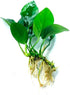 Java Fern and Anubias Aquarium Plant Bundle - Live Freshwater Plants for Aquascaping, Low Maintenance, Easy Beginner