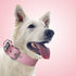 TSPRO Tactical Dog Collar, Nylon 1.5inch Wide, Military Grade Heavy Duty Metal Buckle, Pink-L (Size S)