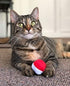 munchiecat Sushi Catnip Toy for Cats, USA Made, Engaging Design for Pouncing and Play, 4-Pc Rainbow