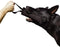 Dingo Gear Tug Toy for Dog Training, Agility Tug of War, French Linen Dog Bumper with Handle, 11" black