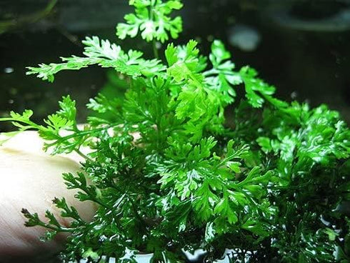 AquaLeaf Aquatics Bolbitis) Foreground Potted Live Aquarium Plants | Freshwater Aquatic Plants for Aquariums (Potted