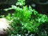 AquaLeaf Aquatics Bolbitis) Foreground Potted Live Aquarium Plants | Freshwater Aquatic Plants for Aquariums (Potted