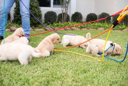 Mad Dog Products English Slip Dog Lead, 3/8 Inch x 4 Feet, Teal