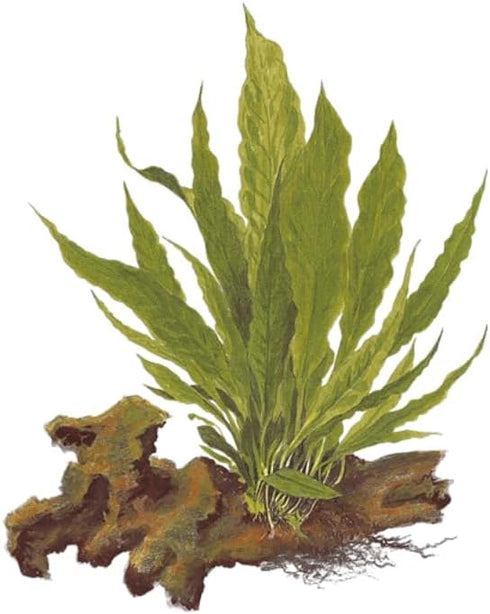 3 1 2-Day X Java Fern | Microsorum Pteropus + Bonus Plant (Tropical Live Aquarium Plants) Arrival