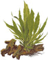 3 1 2-Day X Java Fern | Microsorum Pteropus + Bonus Plant (Tropical Live Aquarium Plants) Arrival