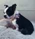 Dog Collar, Girl Dog Collar with Floral Pattern, Cute Collar with Detachable Rhinestone Flower for Female Dogs Small