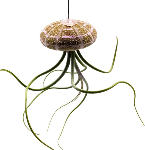 BubbleBlooms Large Tillandsia Jellyfish, Big Hanging air Plant with Seashell