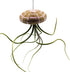 BubbleBlooms Large Tillandsia Jellyfish, Big Hanging air Plant with Seashell