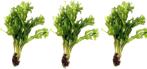 Marcus Fish Tanks 3X Java Fern Windelov Microsorum pteropus Lace Java Fern