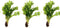 Marcus Fish Tanks 3X Java Fern Windelov Microsorum pteropus Lace Java Fern