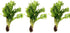 Marcus Fish Tanks 3X Java Fern Windelov Microsorum pteropus Lace Java Fern