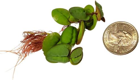 30+ 2 Leaves Red Root Floaters | Phyllanthus Fluitans (+Free Bonus Plant) Live Floating Plants for Aquarium | Day