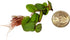 30+ 2 Leaves Red Root Floaters | Phyllanthus Fluitans (+Free Bonus Plant) Live Floating Plants for Aquarium | Day
