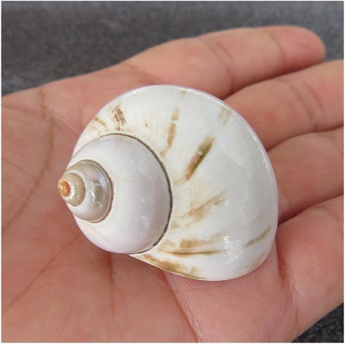 UHRLGHS 3-6cm 2pc Conch Shell Hermit Crab Replacement Shell Home Decoration Ornaments Fish Tank Aquarium Landscaping