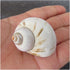 UHRLGHS 3-6cm 2pc Conch Shell Hermit Crab Replacement Shell Home Decoration Ornaments Fish Tank Aquarium Landscaping