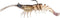 Generic Fishing Lure ps35 Soft Plastic Shrimp 3.5 Inch Prerigged Color # 1
