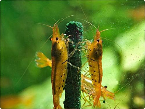 4in1 Power Shrimp Food - Shrimp Lollies