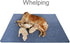 peepeego 72" 72", Non-Slip Dog Pads Extra Large x Washable Puppy Pads with Fast Absorbent, Reusable, Waterproof