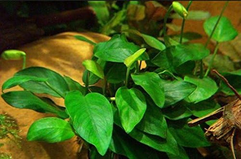 (Anubias Nana Petite Lava Stone) Anubias, Java Fern, Moss and More! Freshwater Live Aquarium Plants on Driftwood