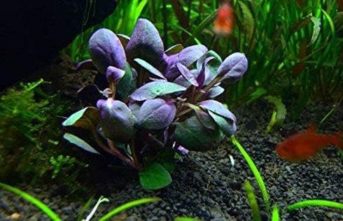 AquaLeaf Aquatics Potted Live Aquarium Plants | Freshwater Aquatic Plants for Aquariums (Lobelia Cardinalis)