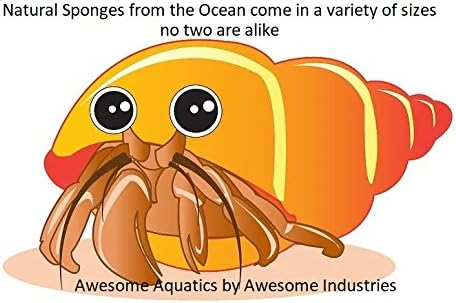 Awesome Aquatic 4 Pack 4 Natural Jumbo Hermit Crab Sponges Natural Sea Sponge Maintains Providing Humidity Helps