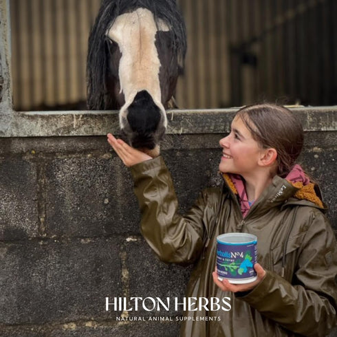 Hilton Herbs 1.1 lb Herballs All Natural Horse Treat with Oregano and Mint