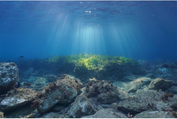 AWERT Ocean Floor Fish Tank Background Underwater Stone Vinyl 48x20 inches