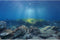 AWERT Ocean Floor Fish Tank Background Underwater Stone Vinyl 48x20 inches