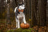 Lionet Paws Halloween Dog Collar with Bowtie - Cute Adjustable Cotton Fall Bowtie Collar for Small Medium Large Dogs